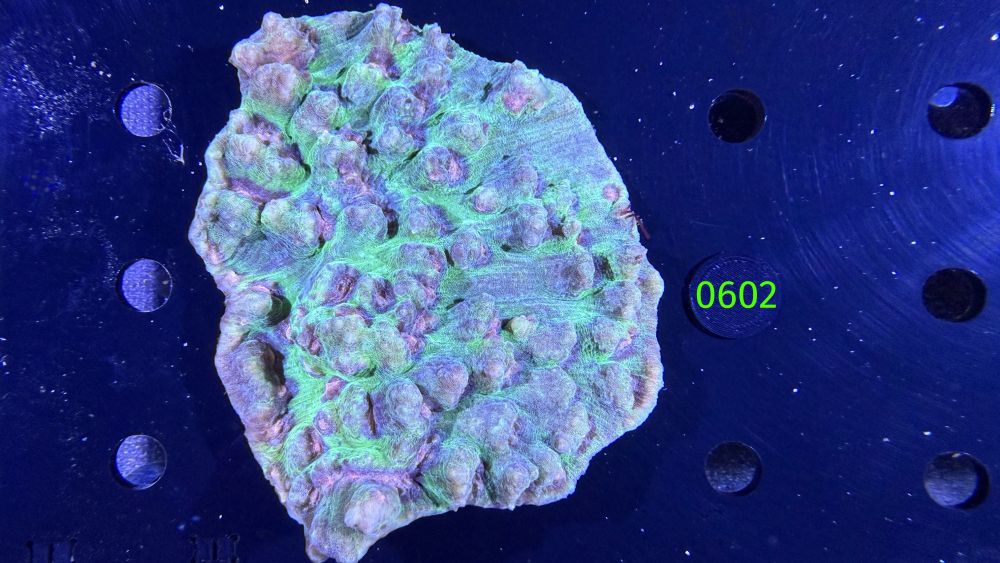 Echinophyllia/Chalice WYSIWYG 0602