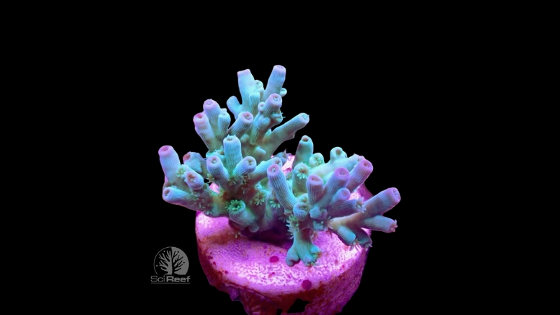 SciReef Acropora tenuis TWIN Grade 1 "pistaccio" 0292