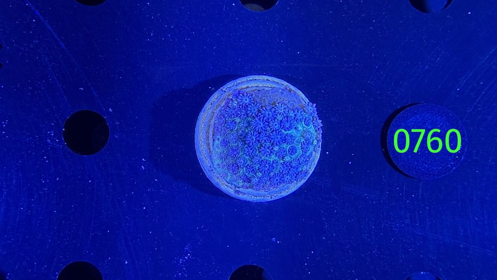Goniopora sp. WYSIWYG 0760