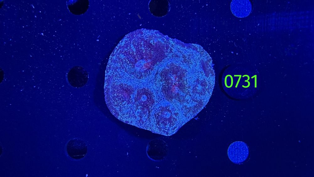 Echinophyllia/Chalice WYSIWYG 0731