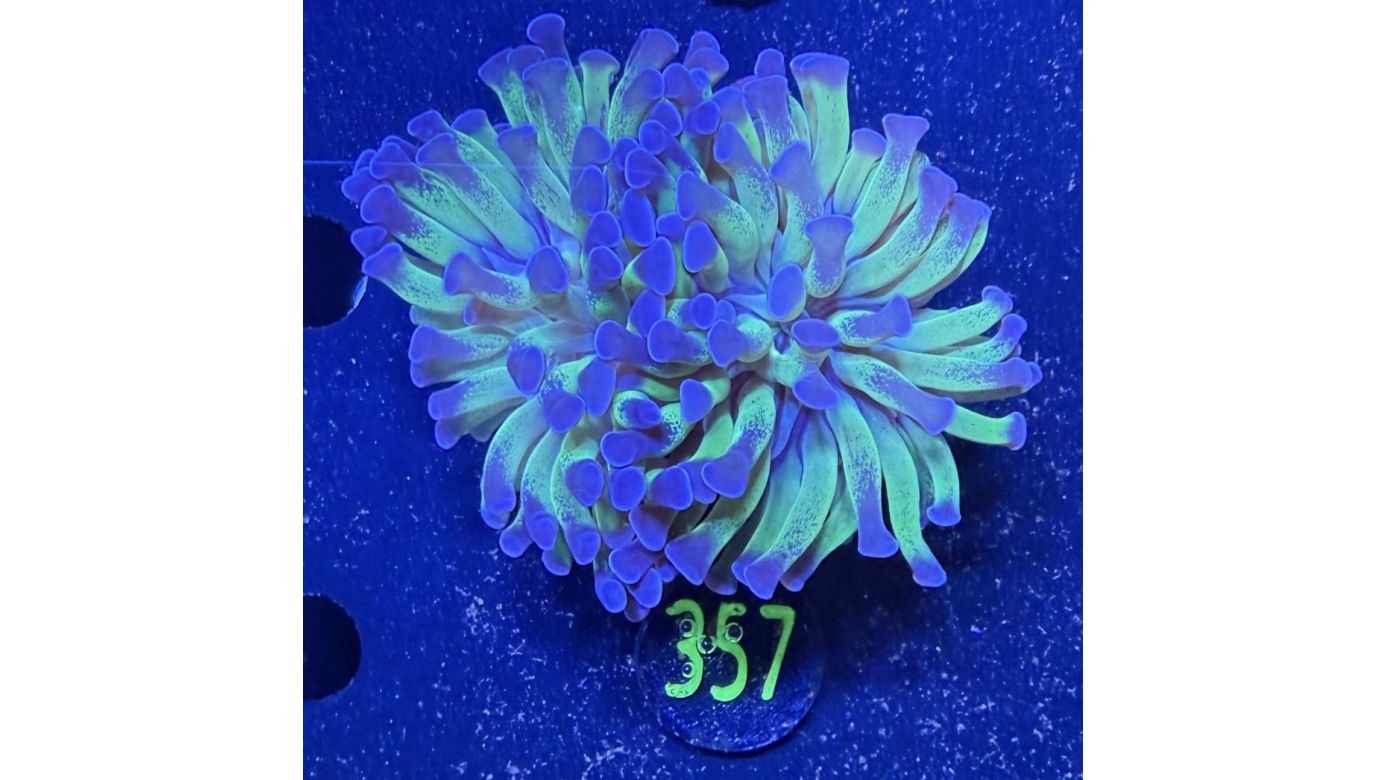 Euphyllia paraancora Bicolor 0357