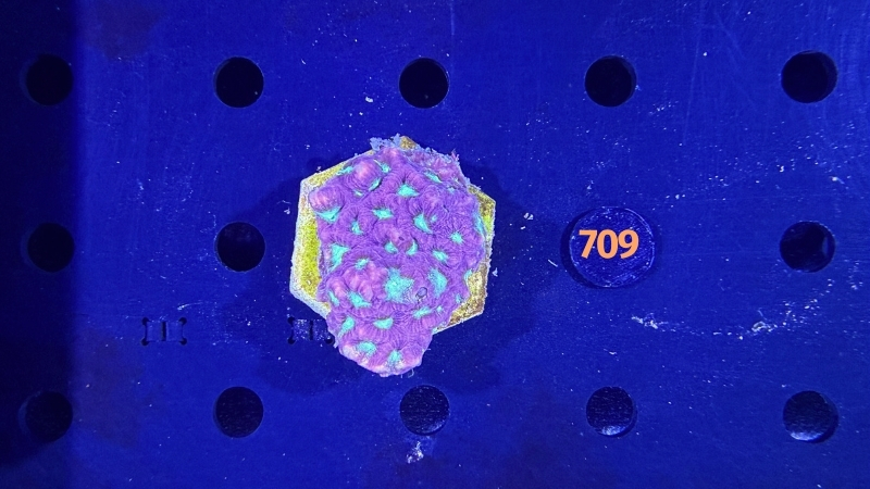 Favia sp. WYSIWYG 0709