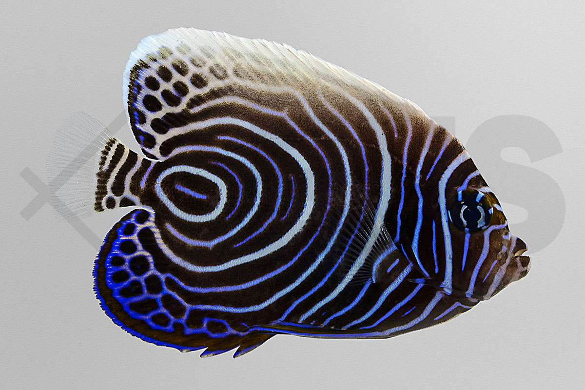 Pomacanthus imperator - Imperator Kaiserfisch Juvenil