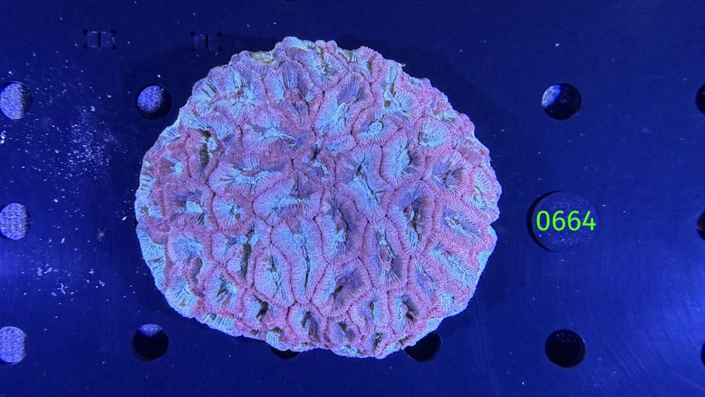 Favia sp. WYSIWYG 0664