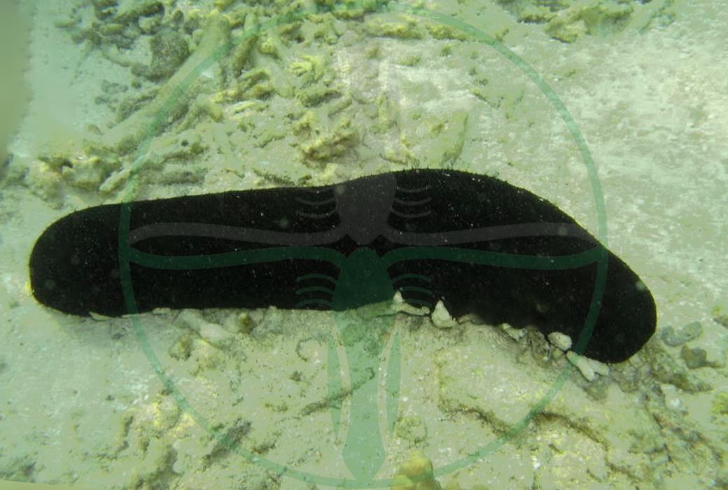 Holothuria atra - Schwarze Seegurke