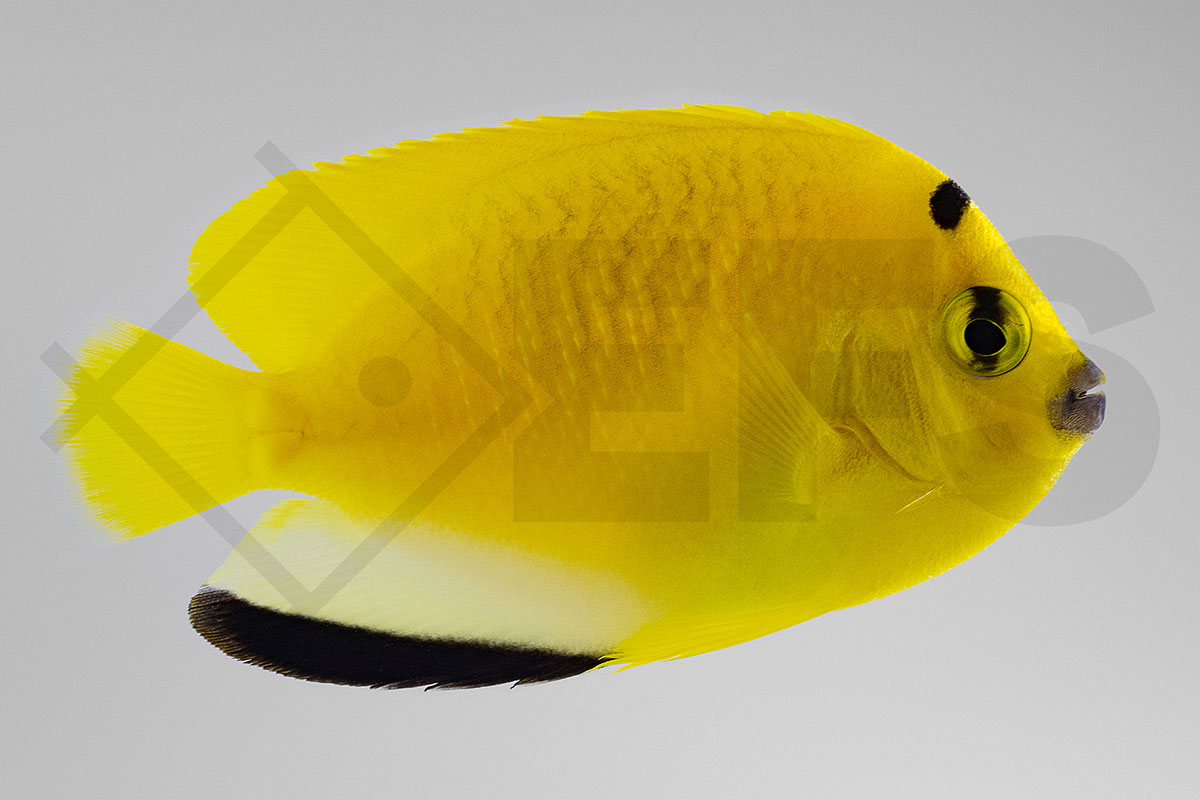 Apolemichthys trimaculatus - Dreipunkt-Kaiserfisch