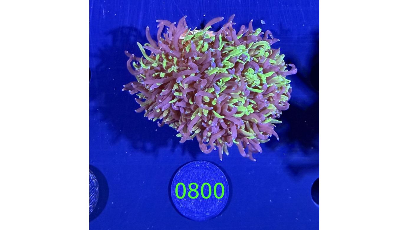 Galaxea fascicularis - Kristallkoralle Bicolor Deutsche Nachzucht 0800
