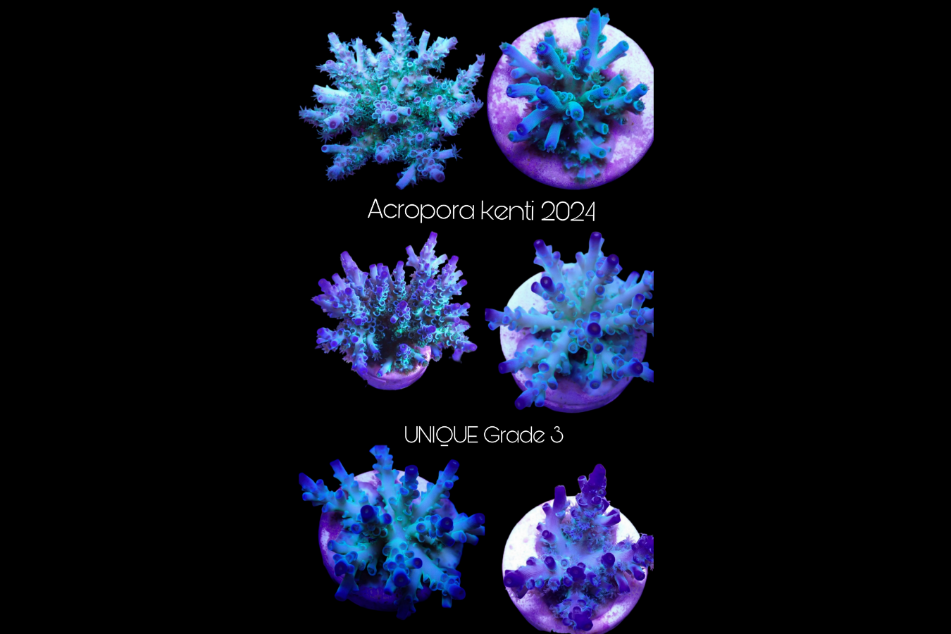 SciReef Acropora kenti Unique Grade 3 0300