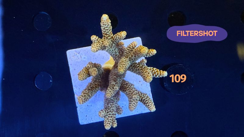 Acropora sp. WYSIWYG 0109