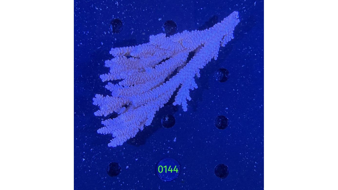 Acropora sp. WYSIWYG 0144