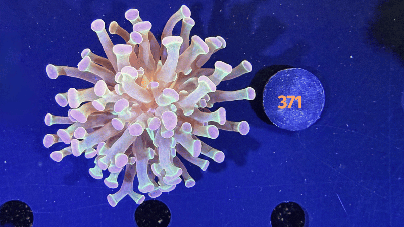Euphyllia paraancora "multicolor" 0371