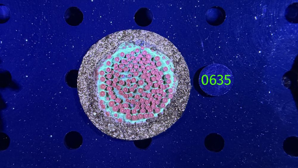 Cyphastrea sp. WYSIWYG 0635