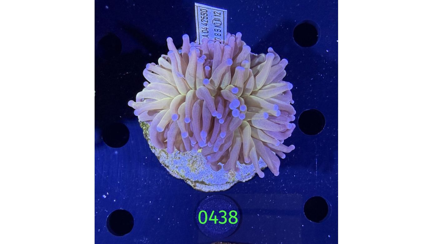 Euphyllia glabrescens - Fackelkoralle Torch  0438