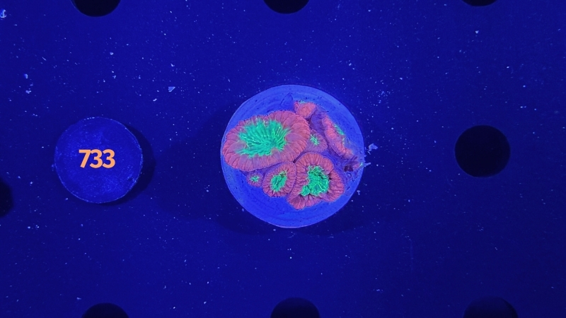 Blastomussa welsi WYSIWYG 0733