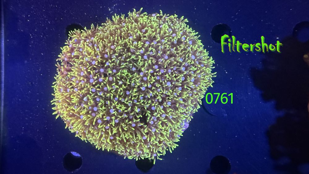 Briareum sp. - WYSIWYG 0761