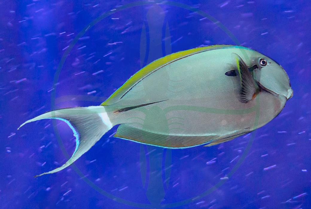 Acanthurus nigricauda - Achselklappen Doktorfisch