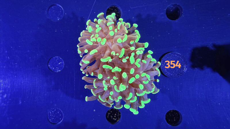 Euphyllia paraancora 2 Kopf "grün" PlanktonPlus Nachzucht 0354