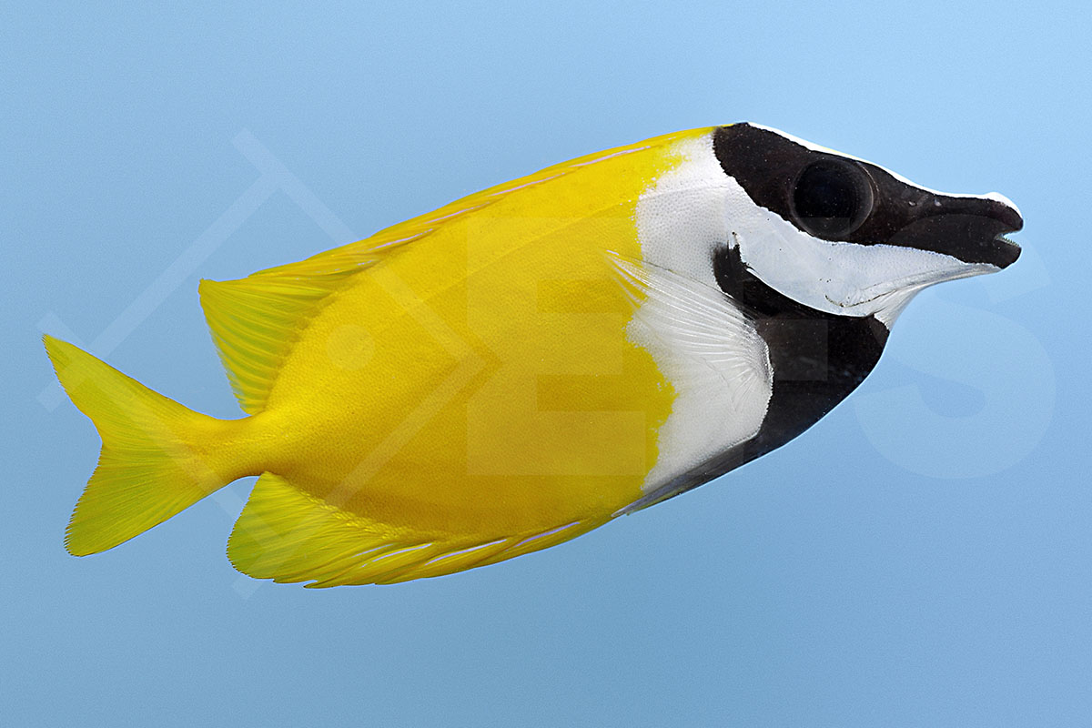 Siganus vulpinus - Fuchsgesicht