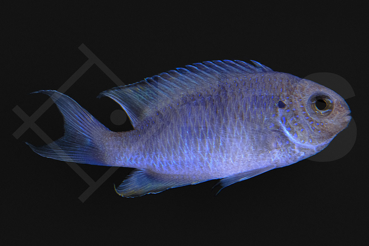 Pomacentrus pavo - Pfauen Demoiselle