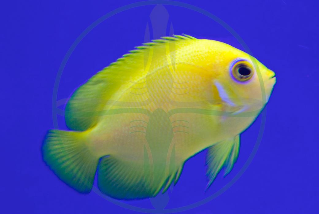 Centropyge flavissima - Zitronen-Zwergkaiserfisch