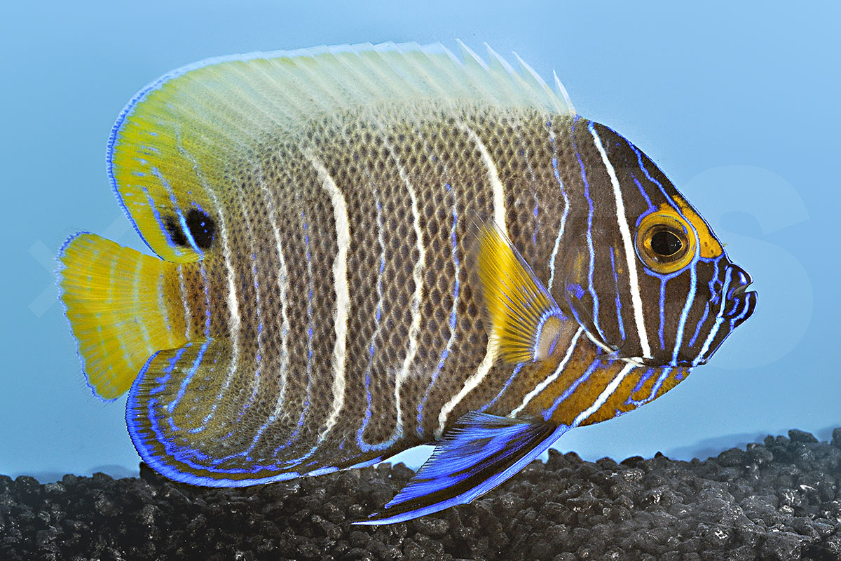 Pomacanthus xanthometopon - Blaukopf Kaiserfisch Pomacanthus xanthometopon - Blaukopf Kaiserfisch
