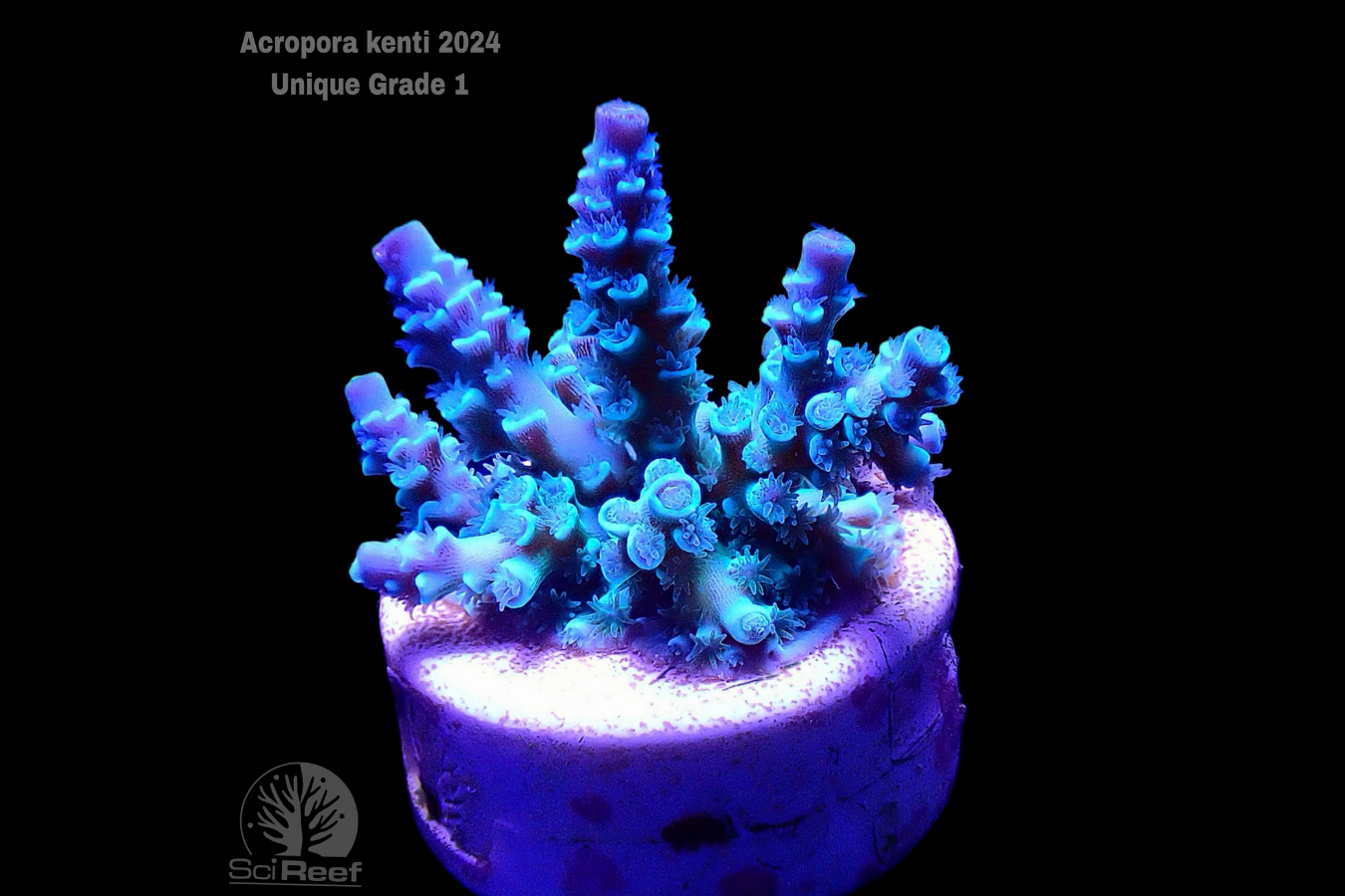 SciReef Acropora kenti Unique Grade 1 0298