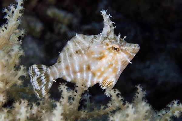 Acreichthys radiatus - Radial Feilenfisch Nachzucht