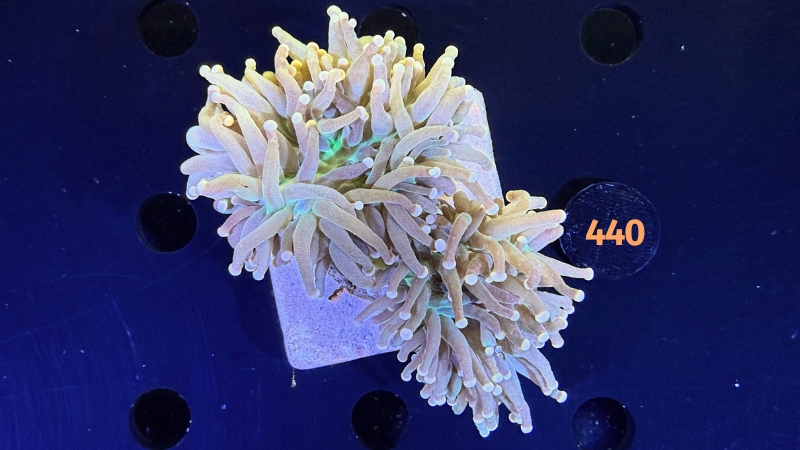 Euphyllia glabrescens WYSIWYG 0440