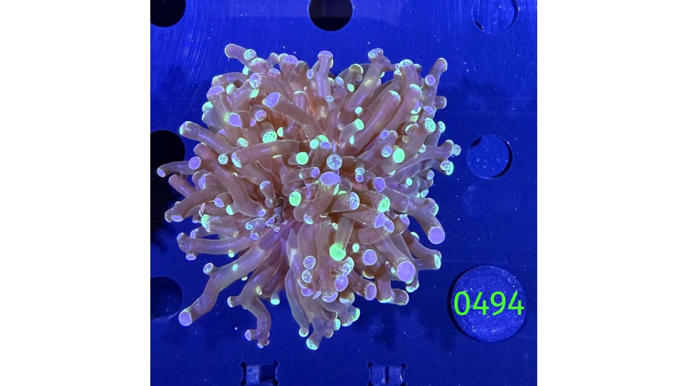 Euphyllia paradivisa - Froschlaichkoralle "two tone" 1Kopf Deutsche Nachzucht 0494