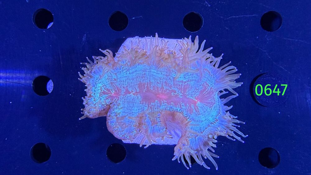 Catalaphyllia jardinei WYSIWYG 0647