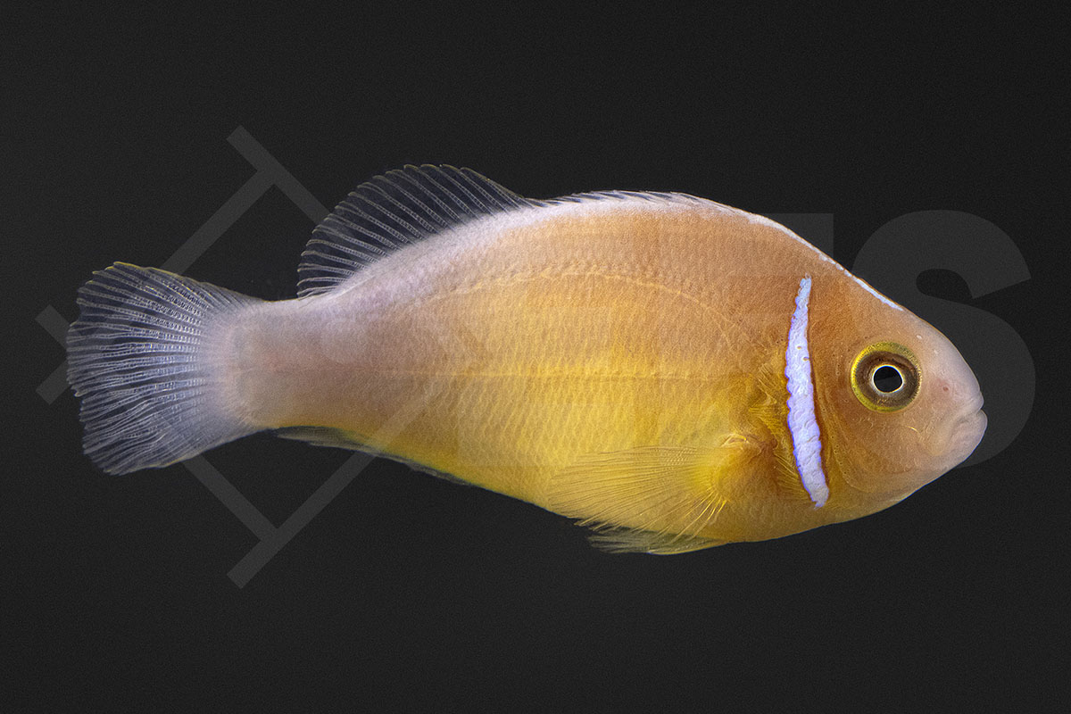 Amphiprion perideraion - Halsband Anemonenfisch Natur NZ