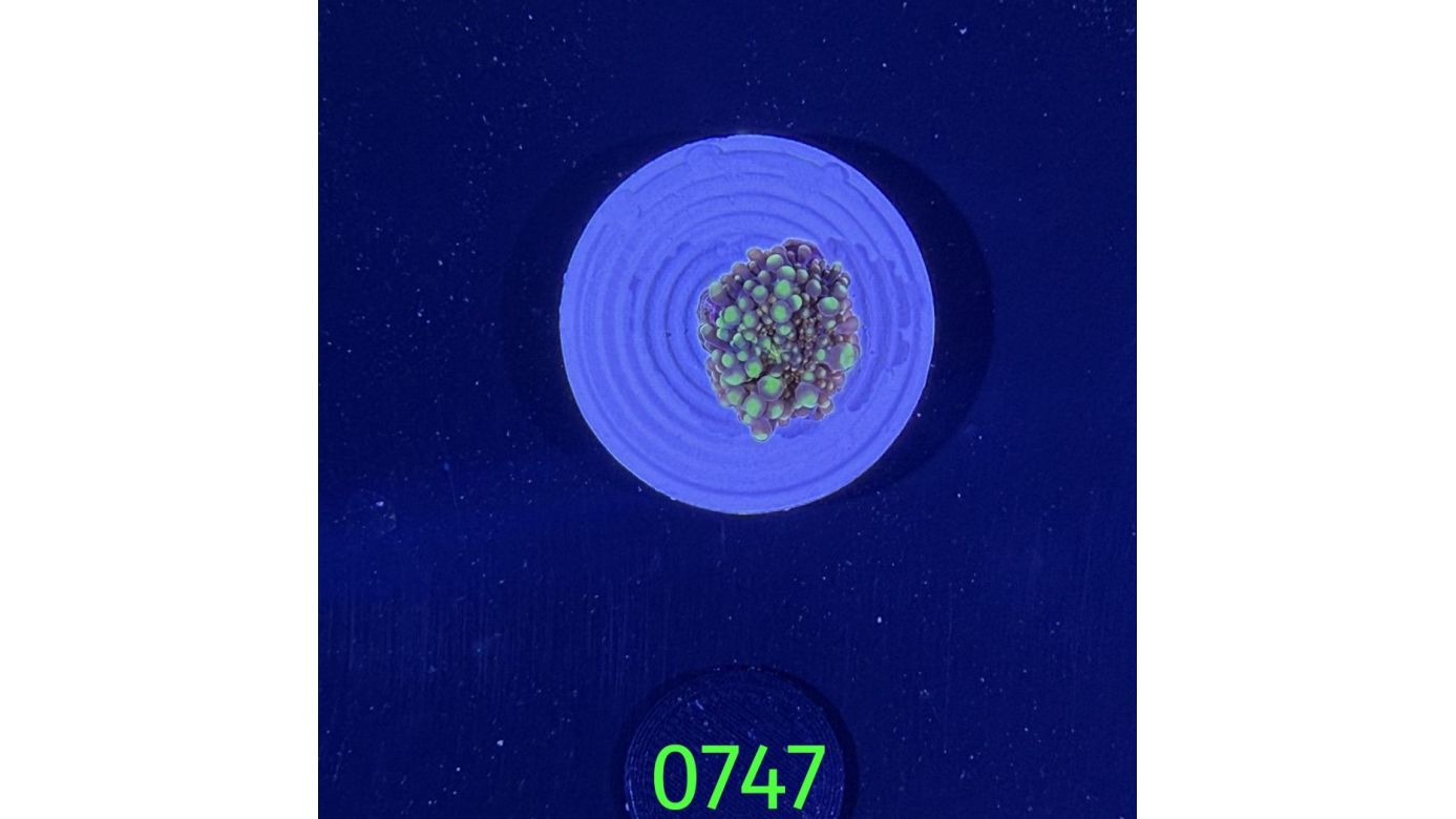 Ricordea sp. WYSIWYG 0747