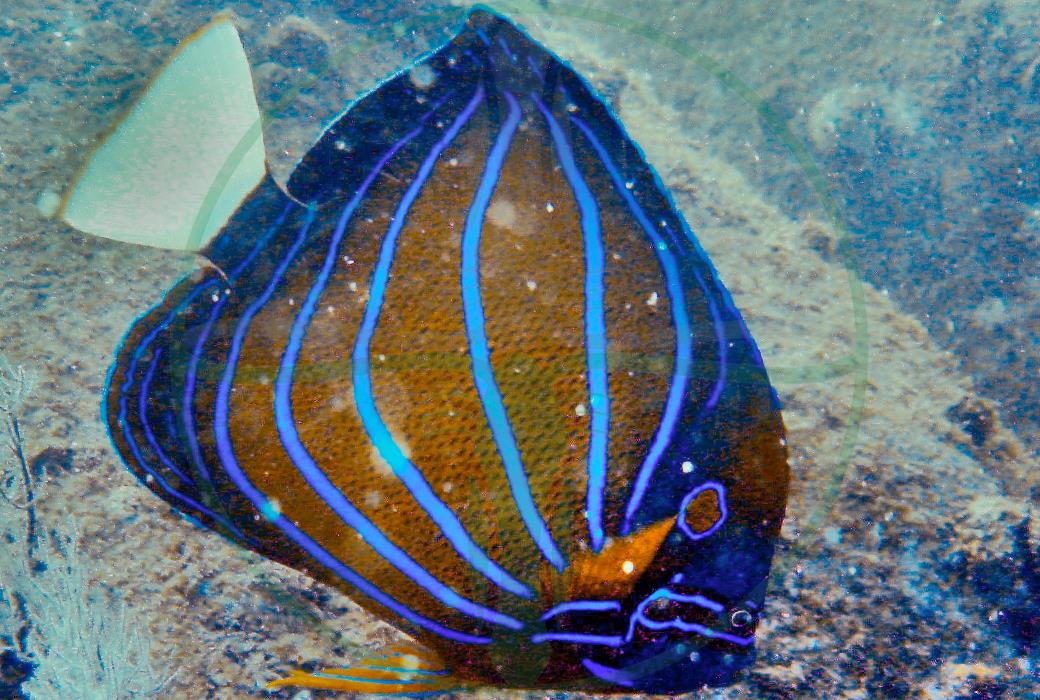 Pomacanthus annularis - Ringkaiserfisch