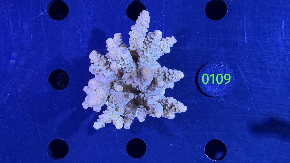 Acropora sp. WYSIWYG 0109