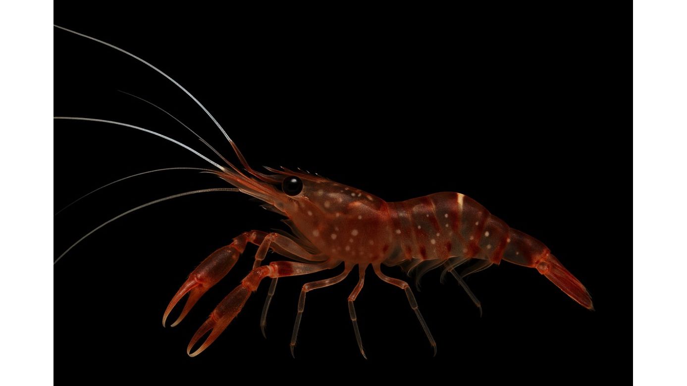 Brachycarpus biunguiculatus - Doppelzangenscherengarnele