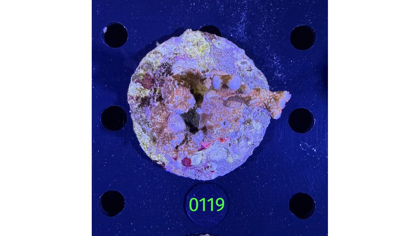 Montipora sp. WYSIWYG 0119