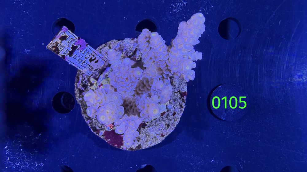 Acropora sp. WYSIWYG 0105