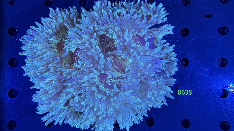 Catalaphyllia jardinei WYSIWYG 0638