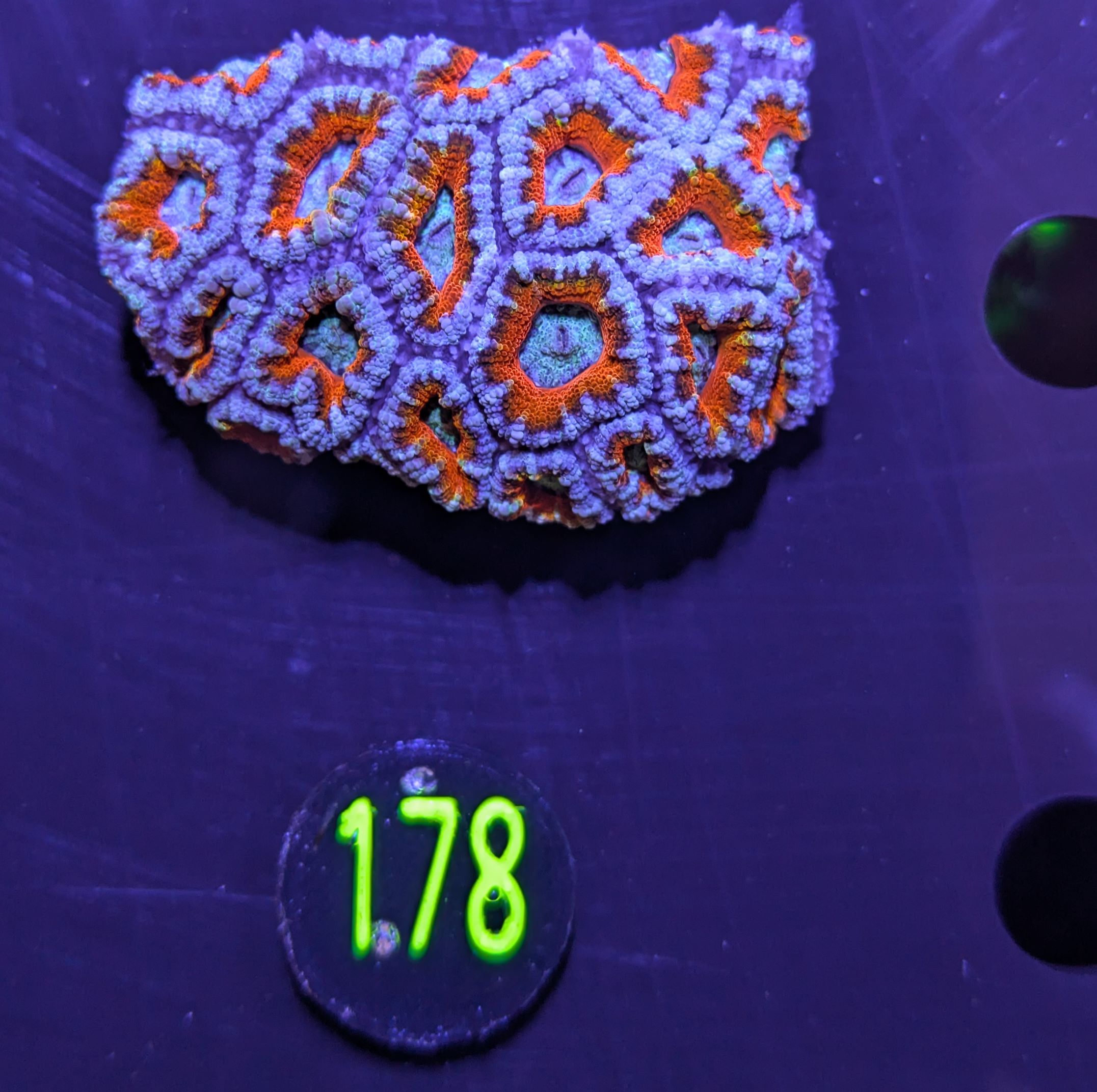 Acanthastrea lordhowensis -Ausi- 0178