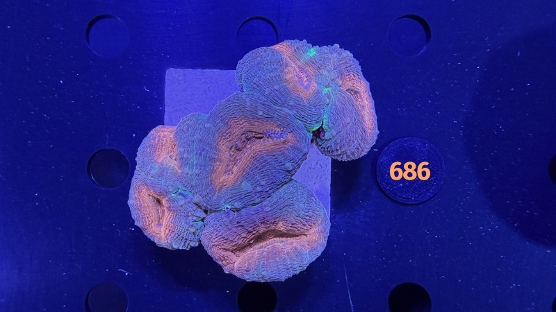 Lobophyllia sp. WYSIWYG 0686