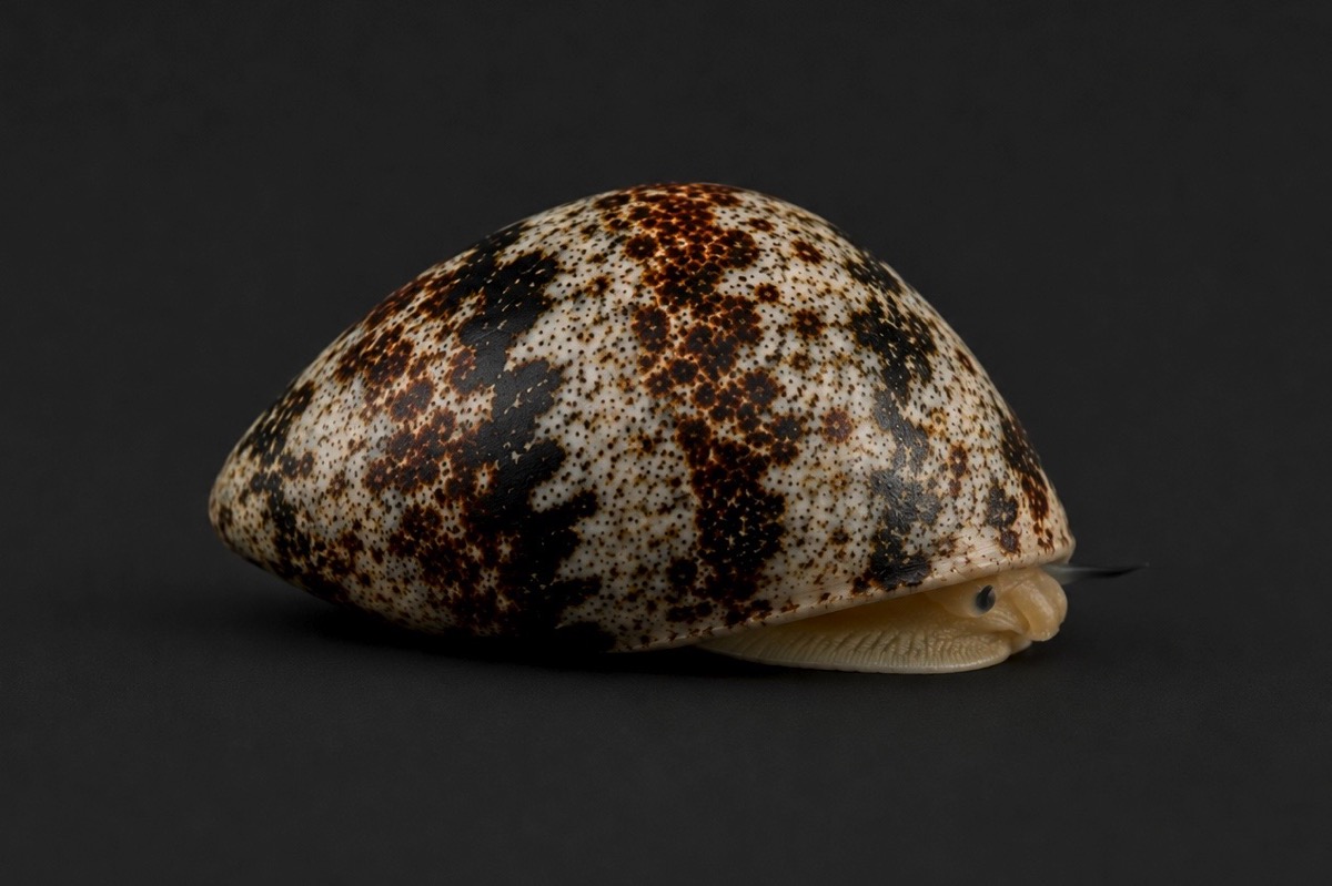 Nerita sp. - Napfschnecke