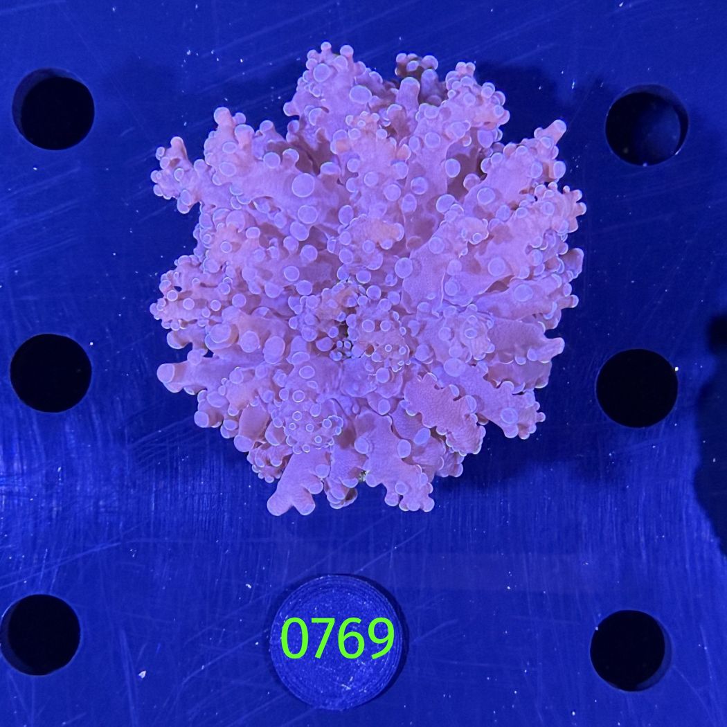 Euphyllia divisa aussi WYSIWYG 0769