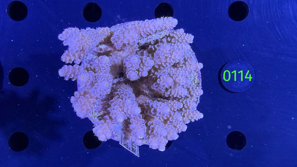 Acropora sp. WYSIWYG 0114