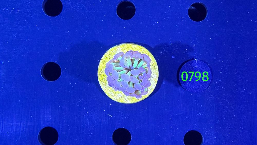 Euphyllia paraancora WYSIWYG 0798