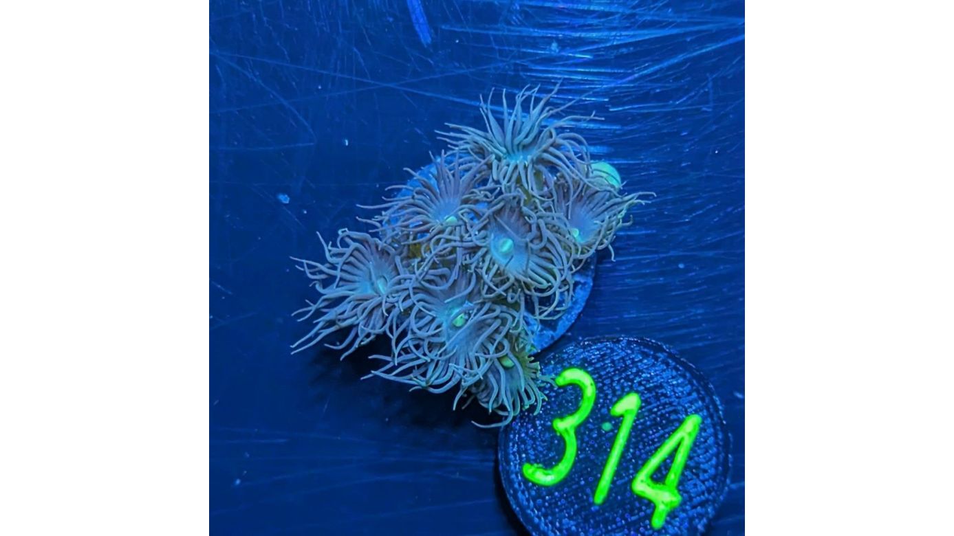 Terrazoanthus sp. - Krustenanemone Gelb PlanktonPlus Nachzucht 0314