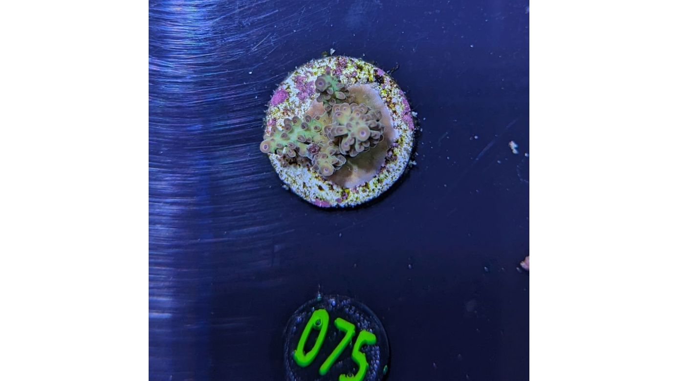 Acropora sp.- Steinkoralle Fiji Deutsche Nachzucht 0075