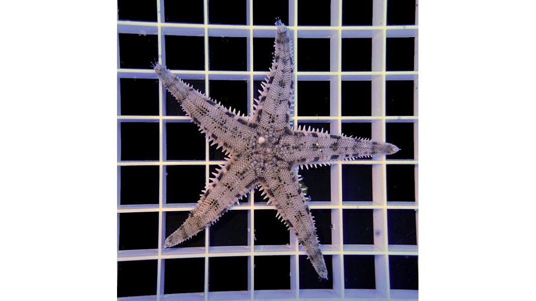 AKTION: Archaster typicus - Grabender Seestern