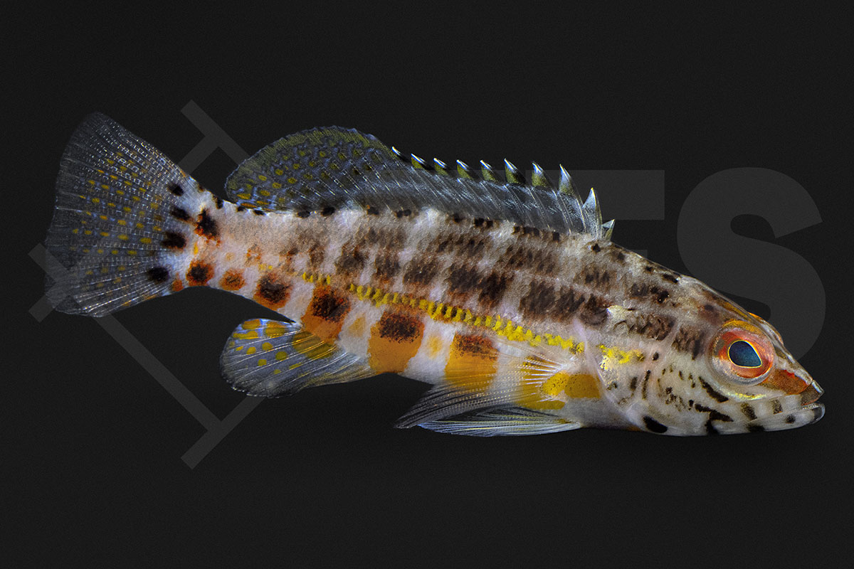 Serranus baldwini - Laternen-Sägebarsch