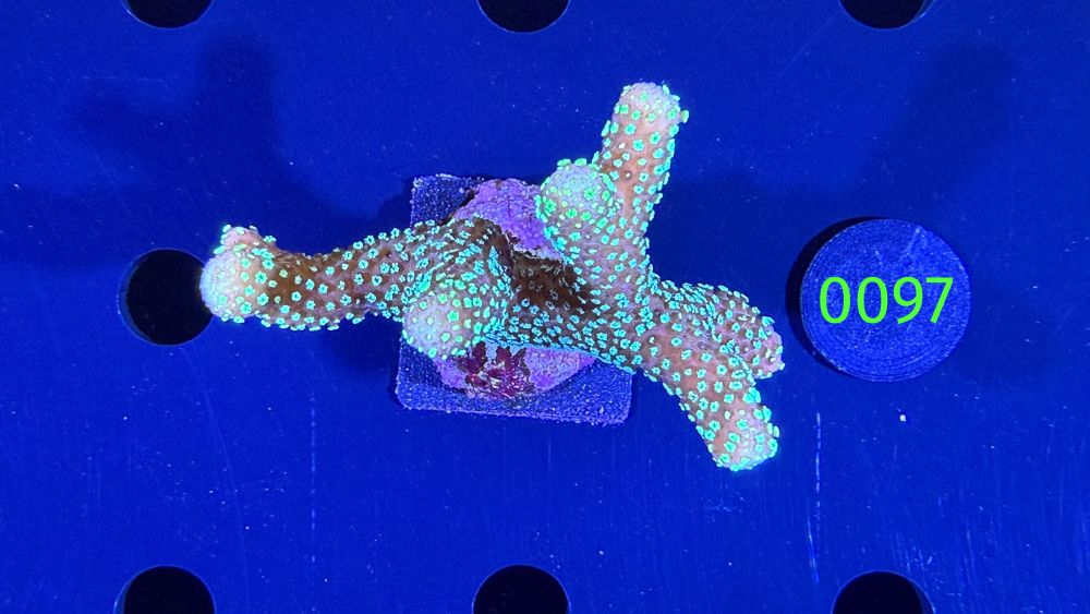 Stylophora pistillata - Steinkoralle "gelb/grün" DNZ 0097