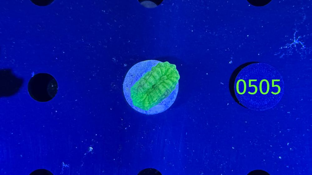 Caulastraea furcata - Trompetenkoralle neongrün PPNZ 0505